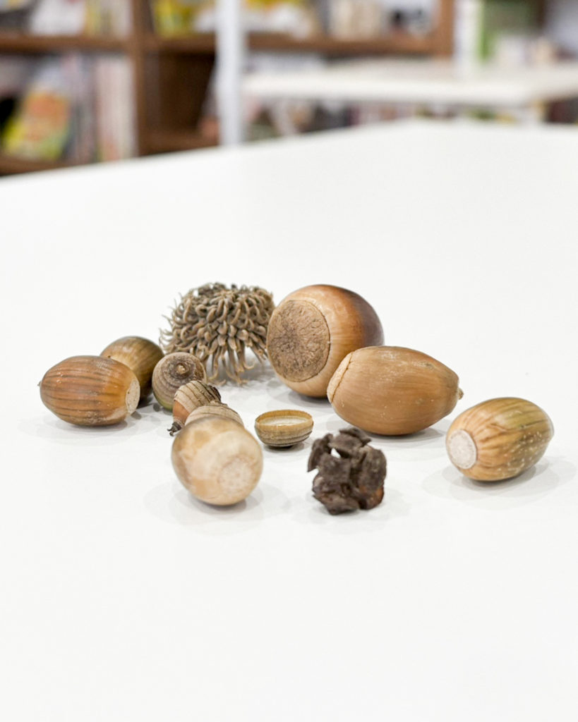 レッスンで観察したどんぐり。